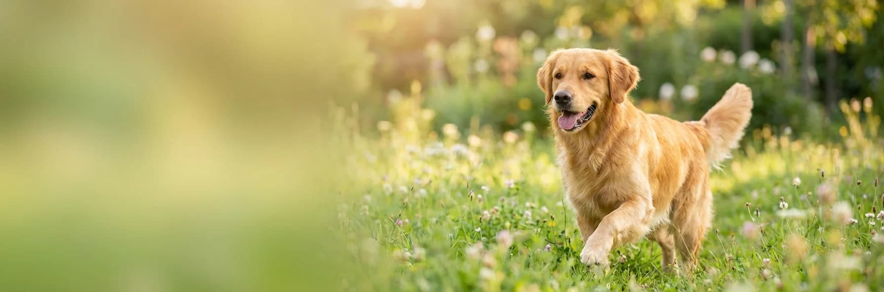סימפריקה TRIO — הגנה הכל-באחד